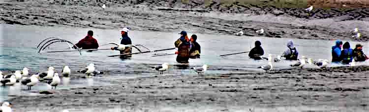dip netting